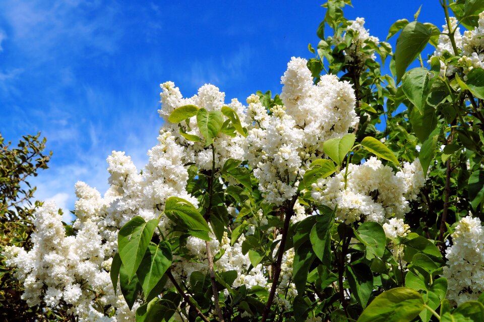 Ornamental shrub common lilac flower
