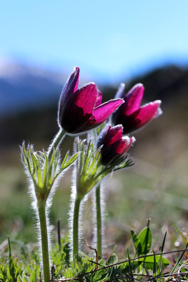 Mountain anemone purple
