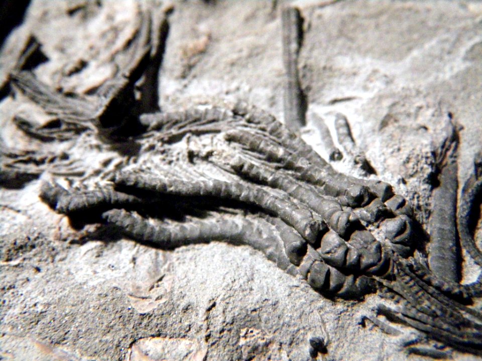 Balanocrinus gracilis and Palaeocoma milleri?