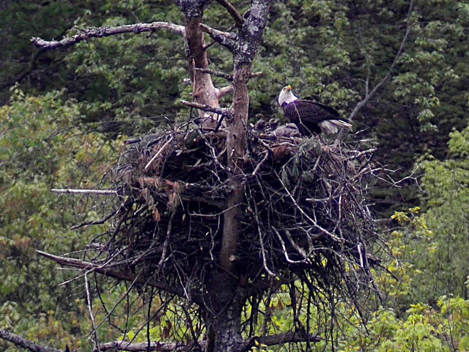 Cherokee NF bald eagle nest