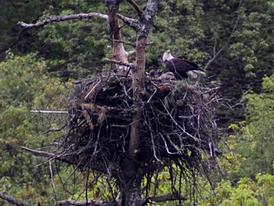 Cherokee NF bald eagle nest