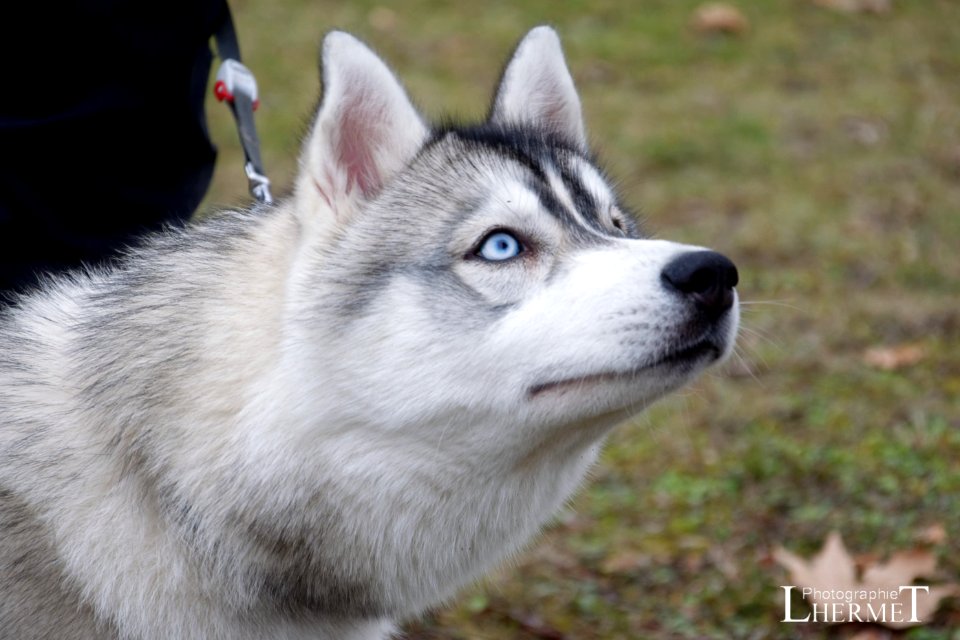 20170108-N31 Husky 0214