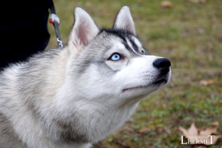 20170108-N31 Husky 0214