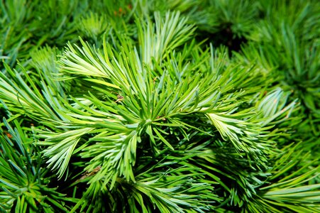 Green pine needles branch photo