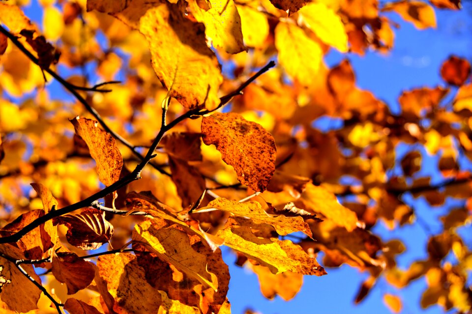 Leaves branch landscape