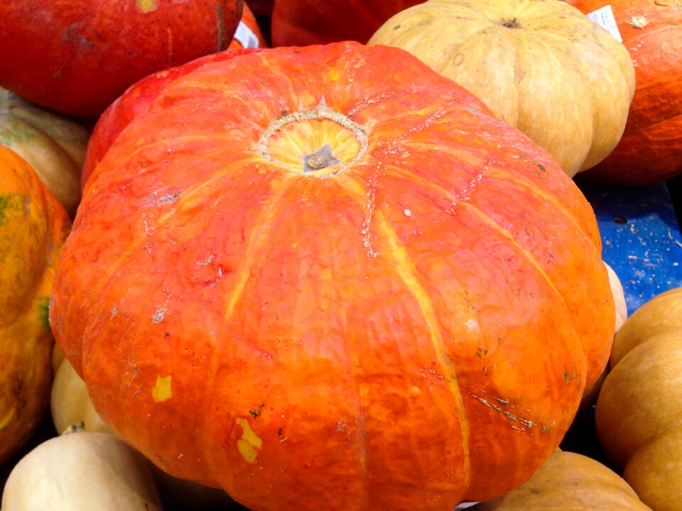 Squash vegetable garden pumpkin