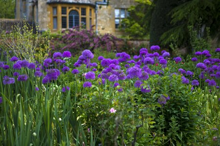 Hidcote manor lawrence johnson's garden purple aliums photo