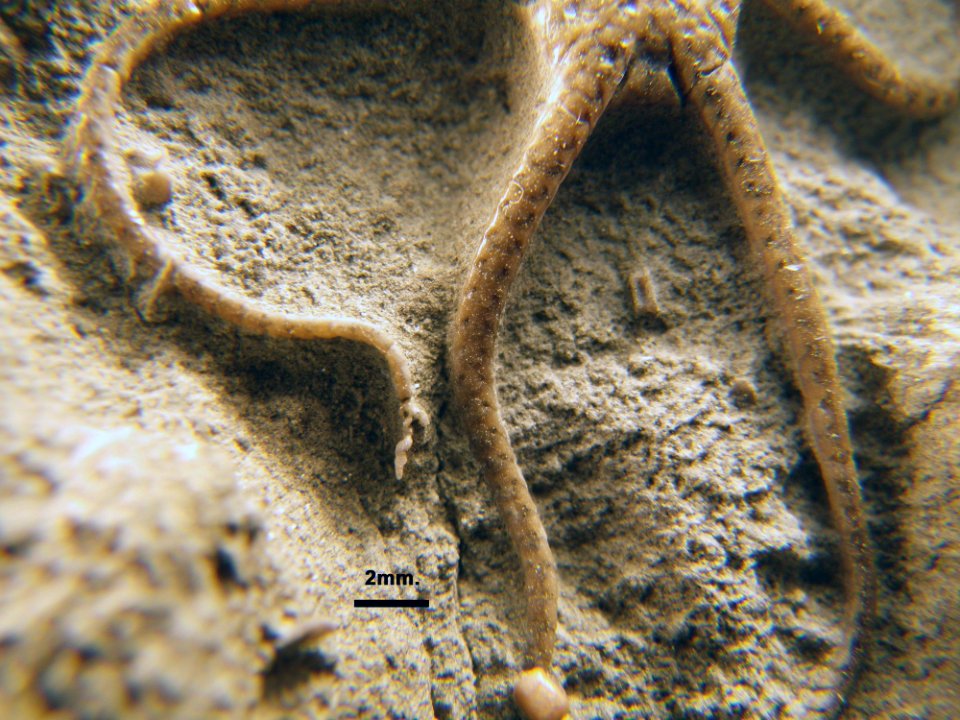 Ophioderma egertoni?