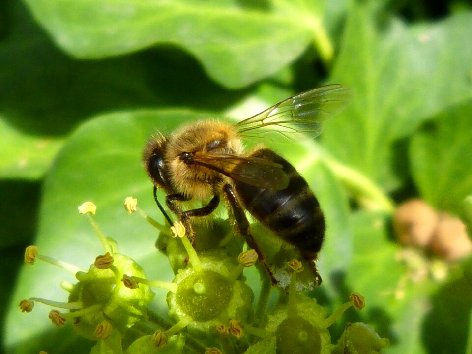 Insects nature nectar