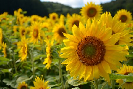 Sunflower hokkaido summer