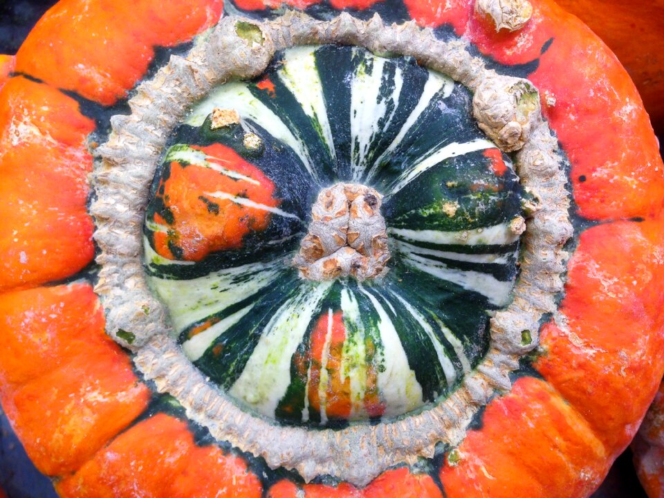 Vegetable squash vegetable garden