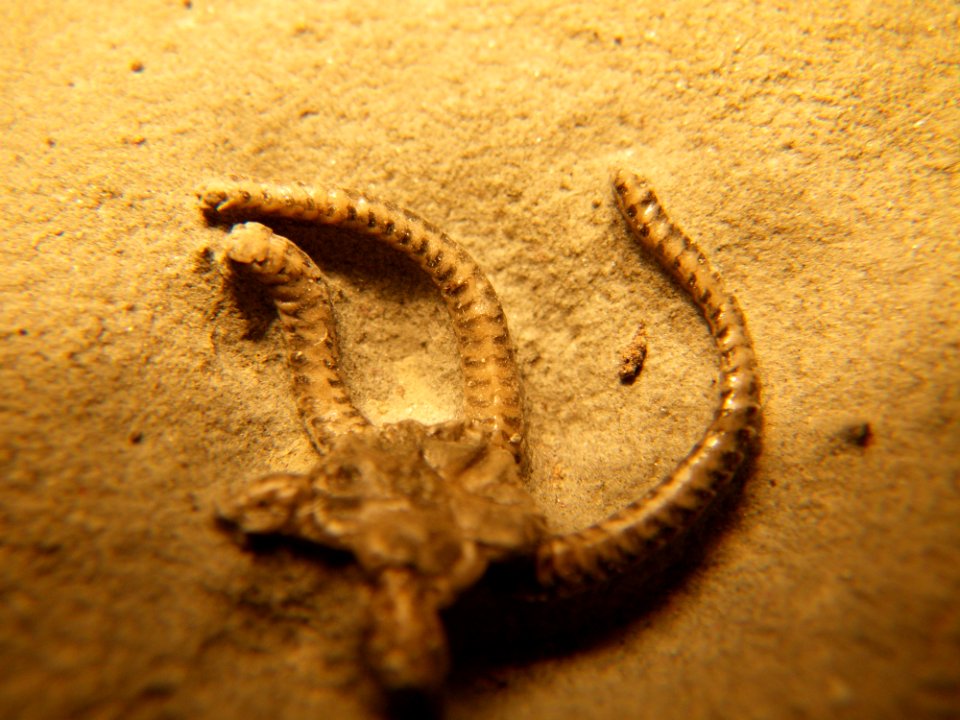 Ophioderma egertoni
