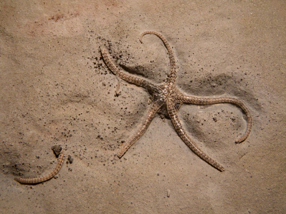 Ophioderma egertoni