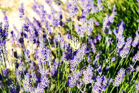 Lavande, Lavender - 3