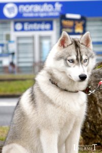 20170108-N24 Husky 0206
