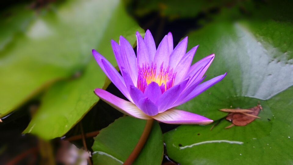 Nature leaf lily