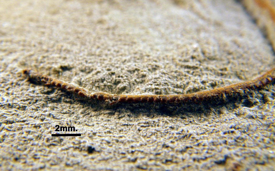 Ophioderma egertoni?