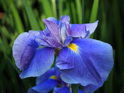 Iris flowers blue flowers photo