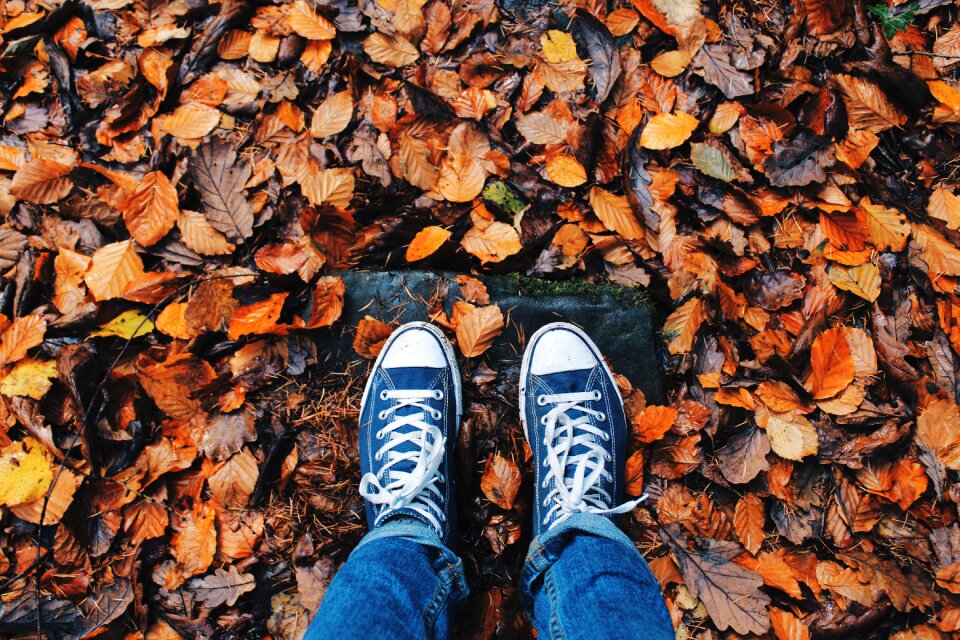 Foliage autumn brown shoes