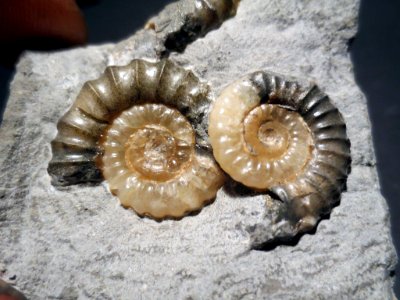 IMG 0305.JPG