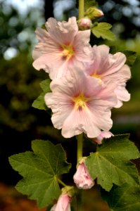 Rose trémière rose - Pink hollyhock