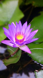 Outdoor plant nature