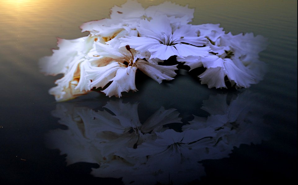 background, wallpaper, hintergrundbild (free)