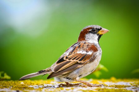 Animal portrait bird close up photo