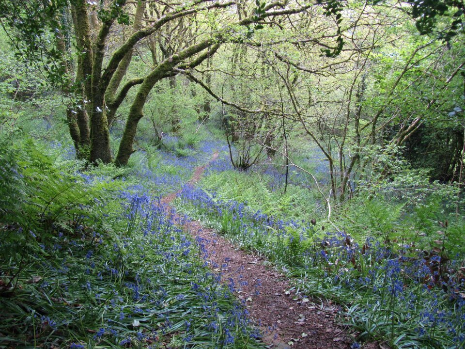 Bluebell track walking