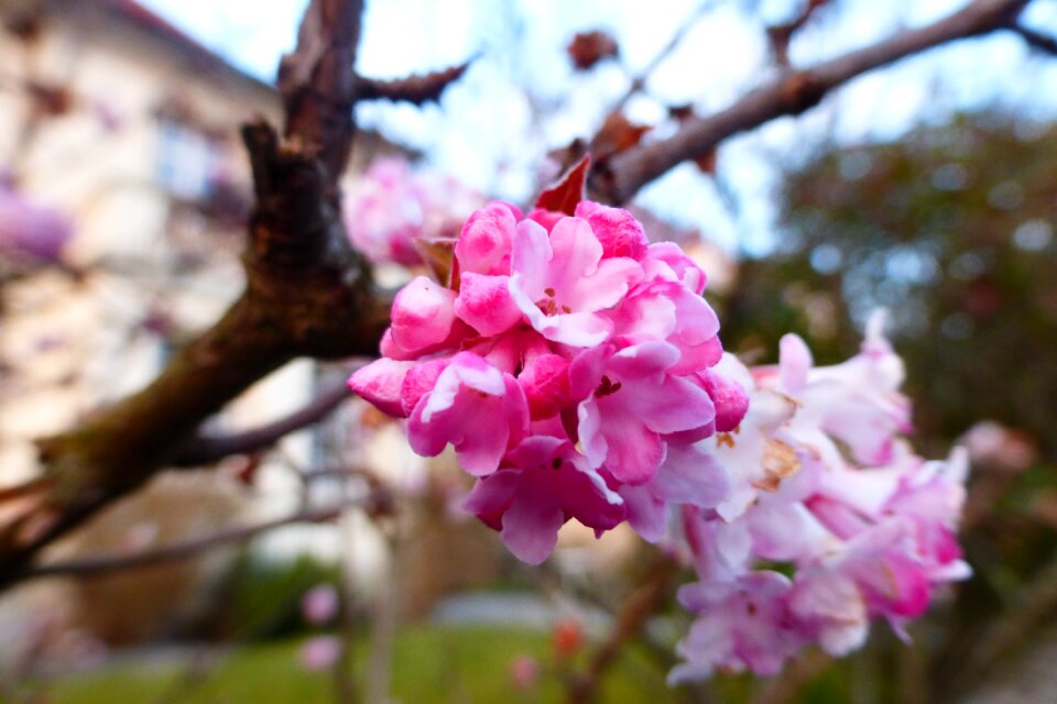 Blu park flowers