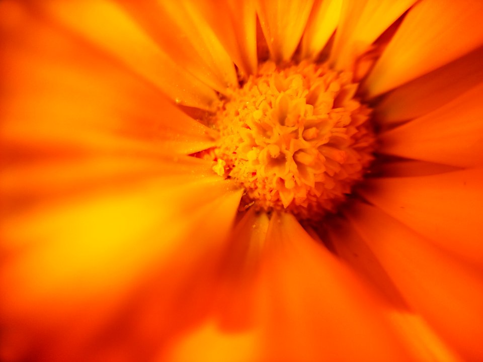 Calendula