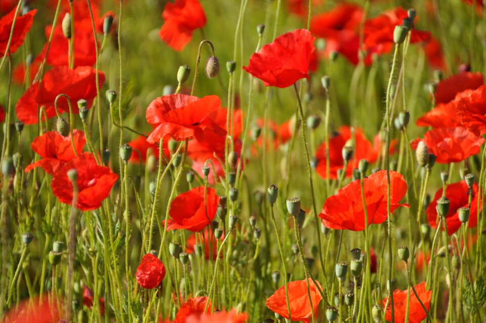 Poppy flower flower field of poppies