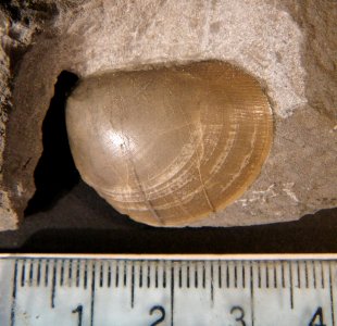 Plagiostoma punctata