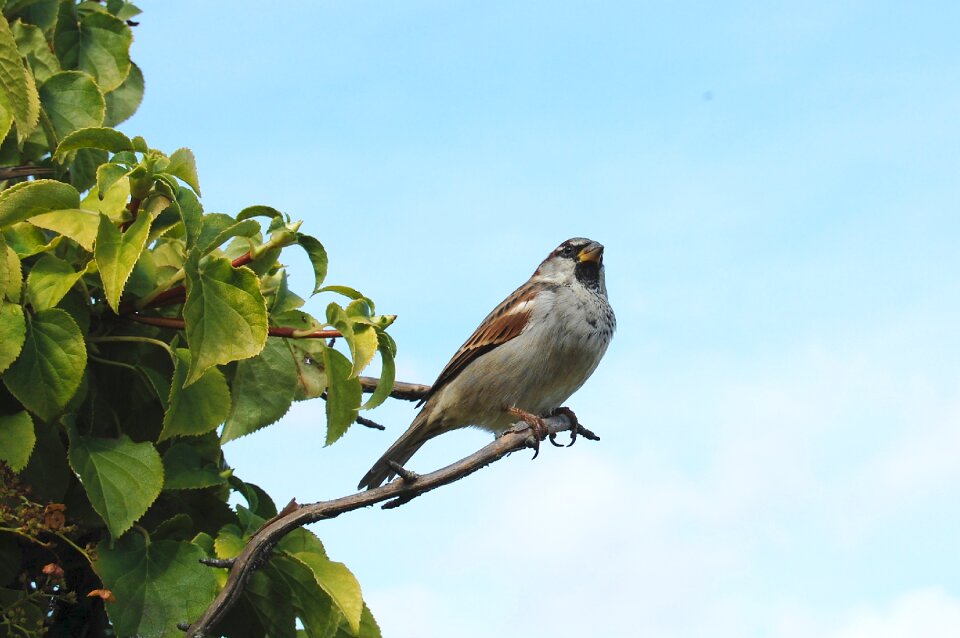 Bird animal nature