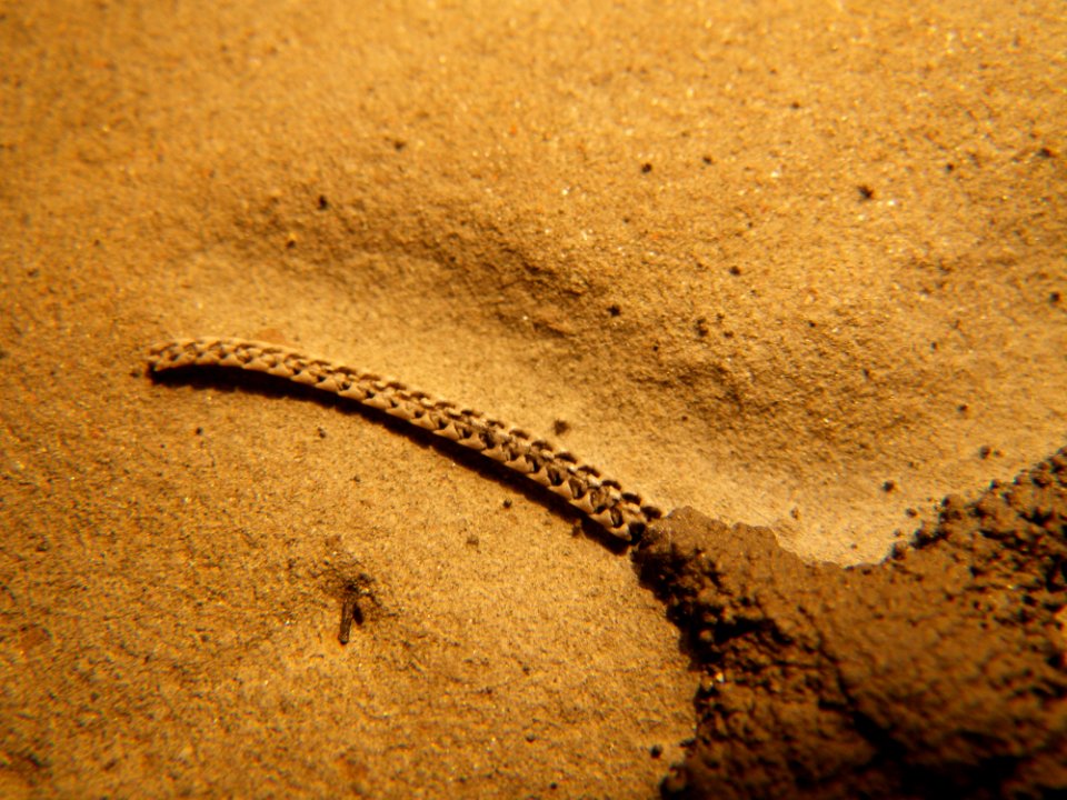 Ophioderma egertoni