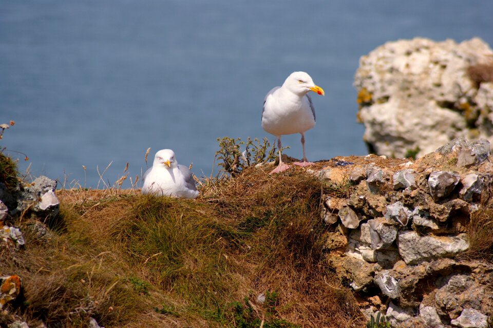 Two high above nest