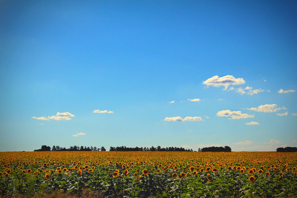 Flower sunflower field nature