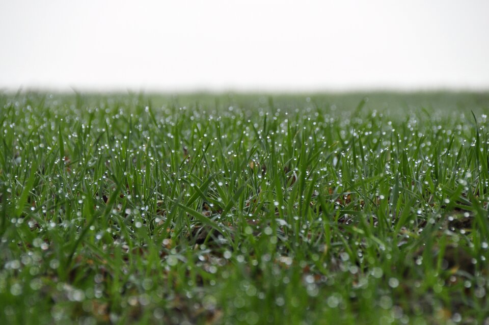 Nature field grasses