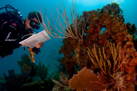 Coral Bleaching