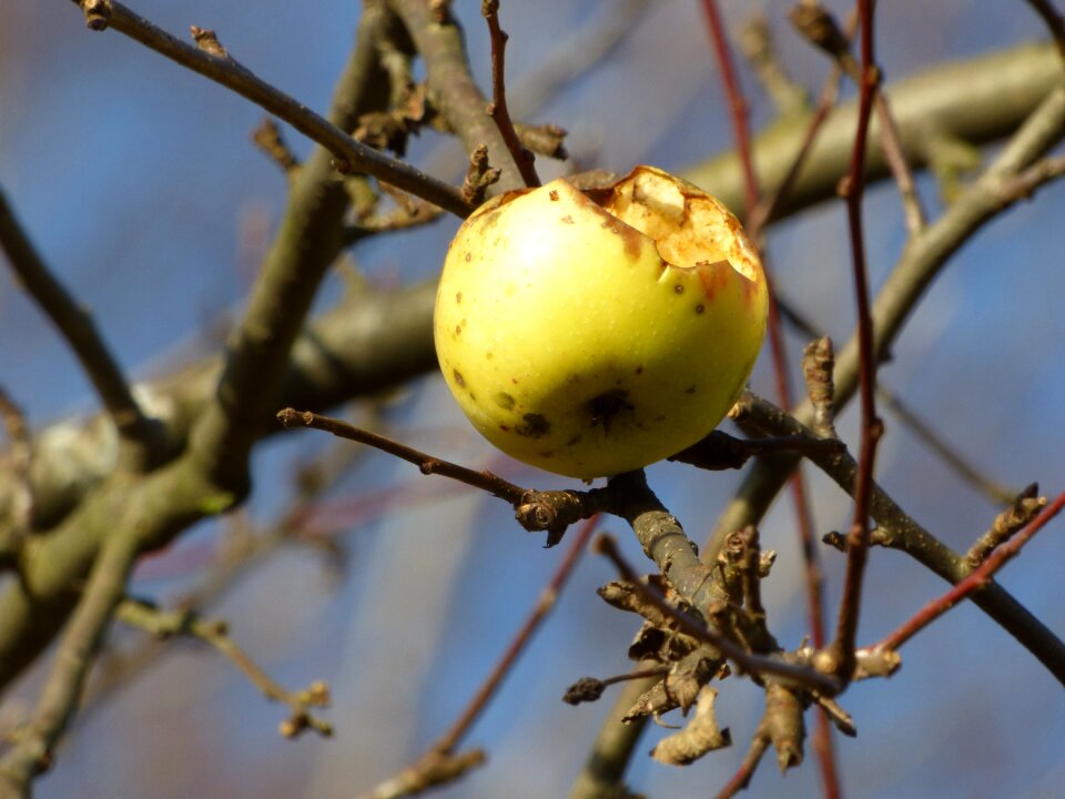 Fruit branches tree