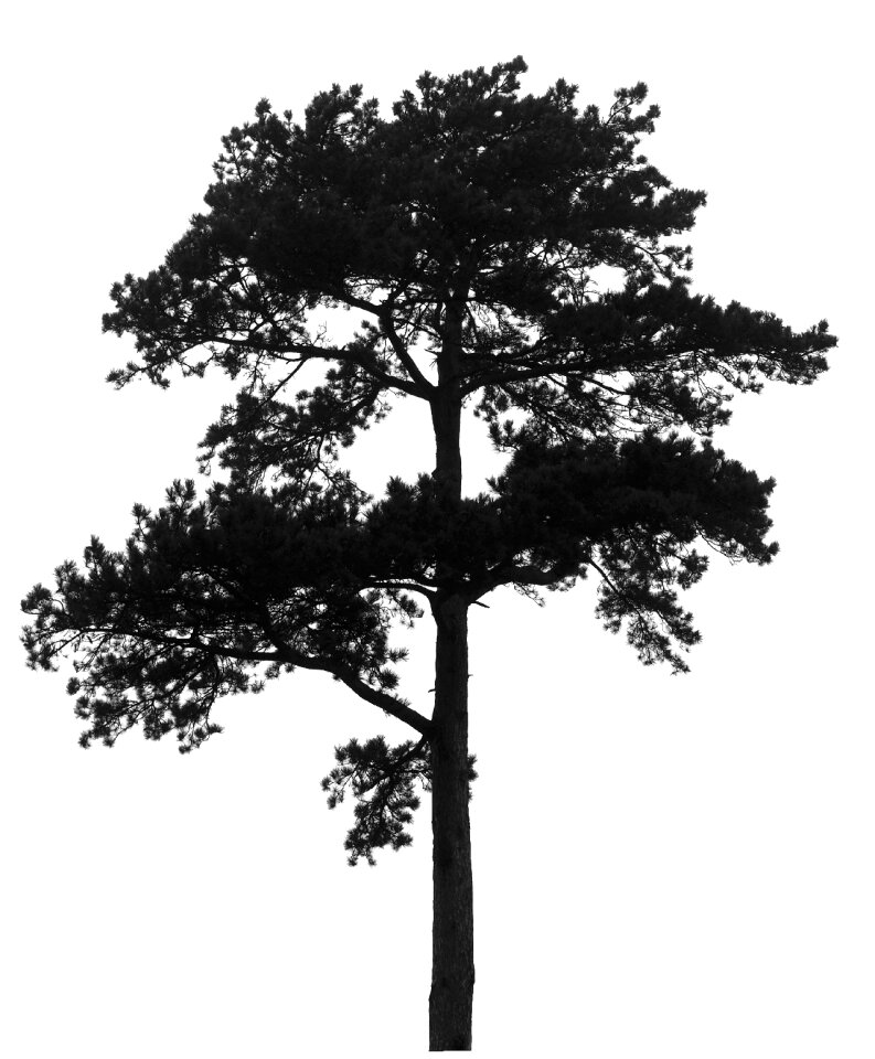 Black and white foliage conifer