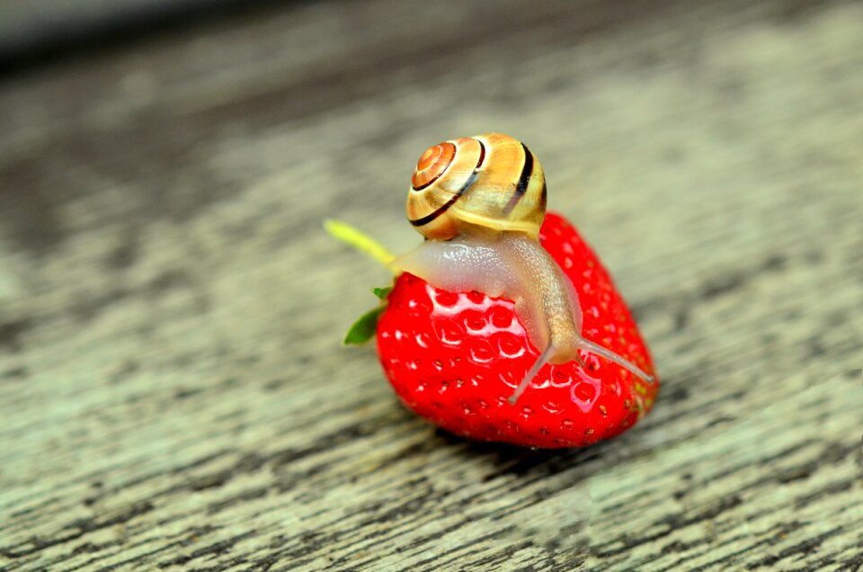 Animal reptile shell