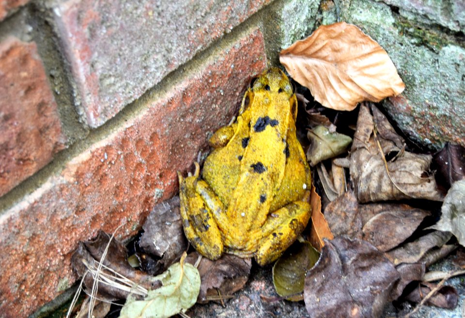 Common frog, Rana Temporaria.  Found in our garden this morning.  22 March 2021.