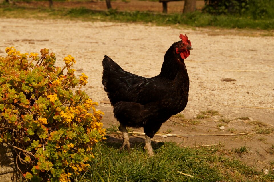 Campaign gallo walk