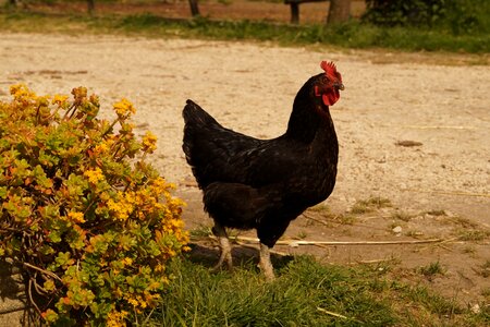 Campaign gallo walk