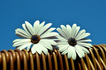 Bornholm daisies summer blue