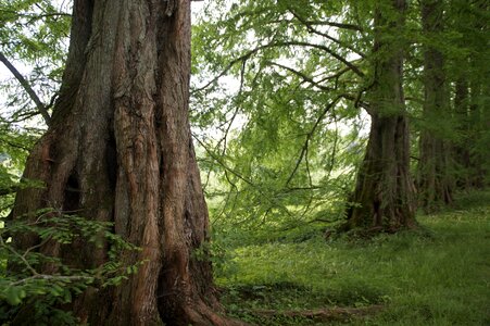 Bark old mainau photo