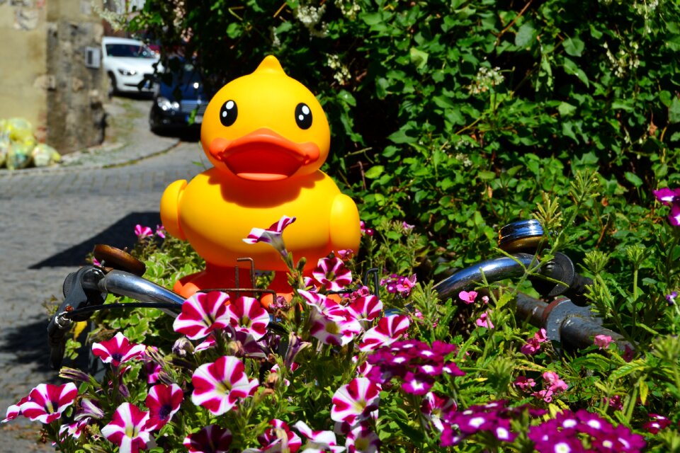 Flowers bike photo tour