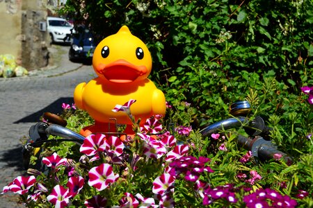 Flowers bike photo tour