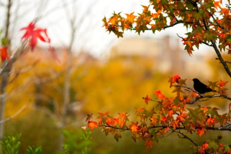 Madrid Otoño